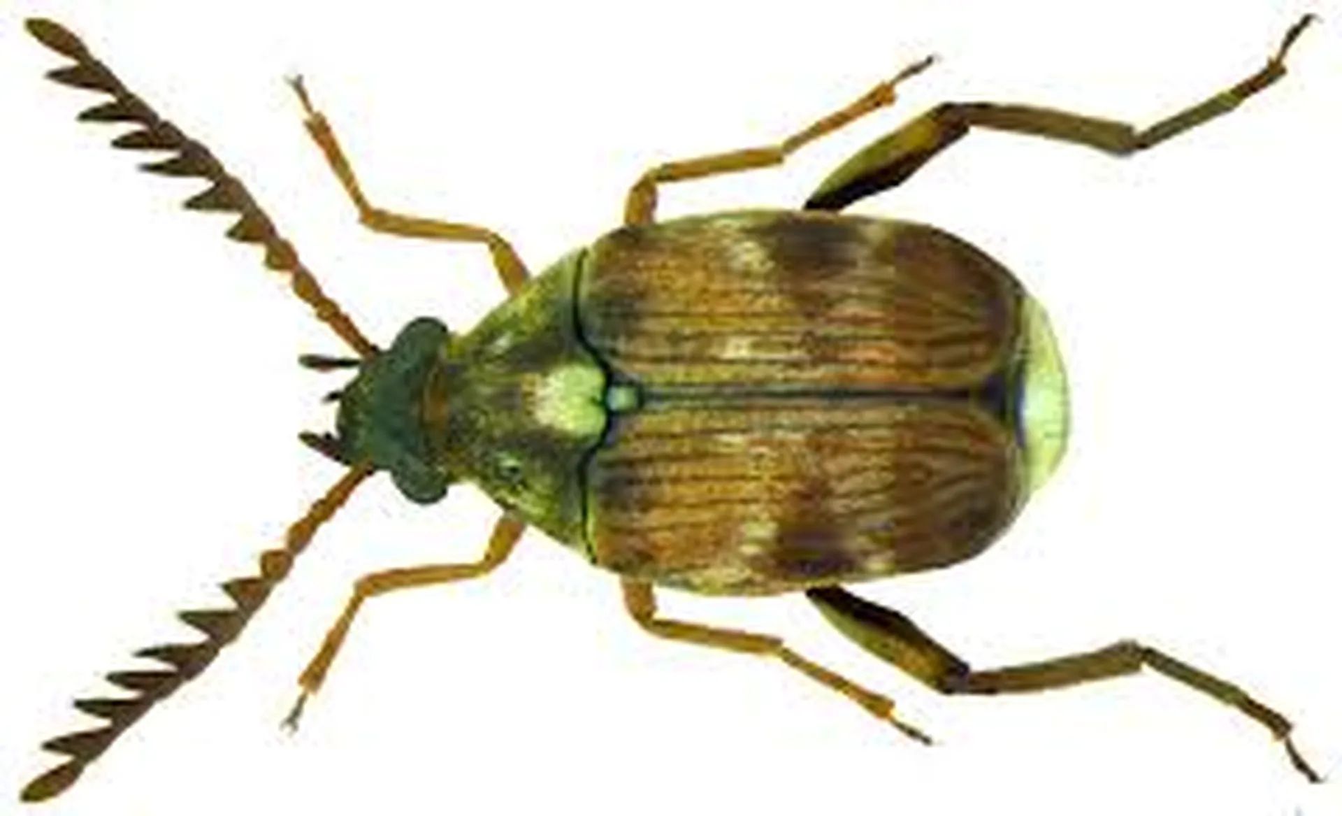 Pulse Beetle